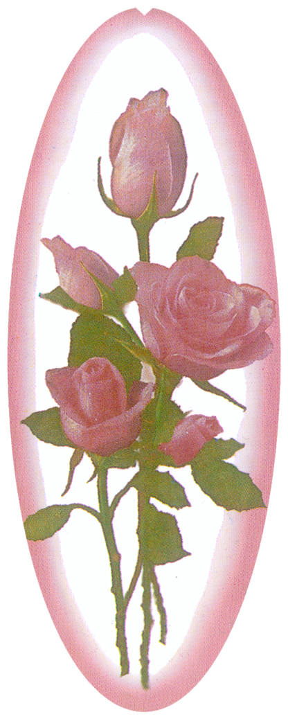 DNSA18-072 Cameo Roses PINK (11011990) Matthews